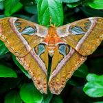 Le farfalle tornano a Viagrande