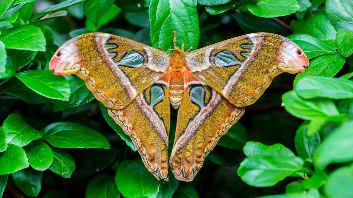 Le farfalle tornano a Viagrande